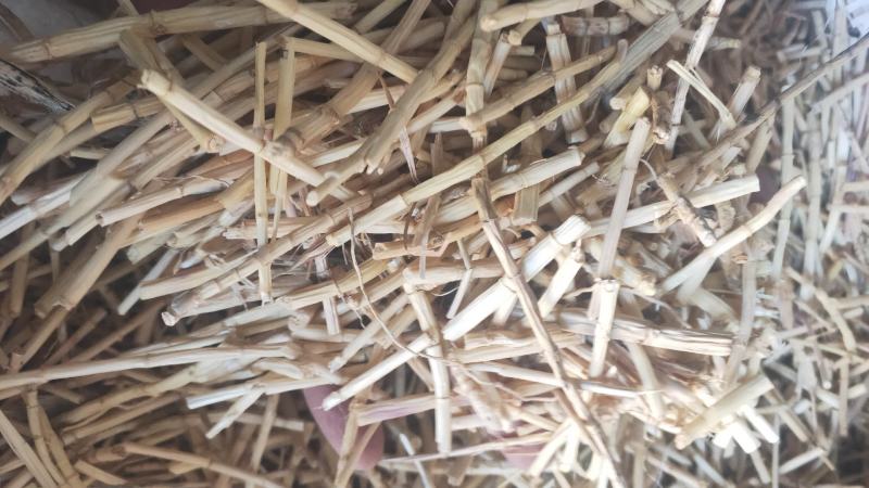 8公分白茅根