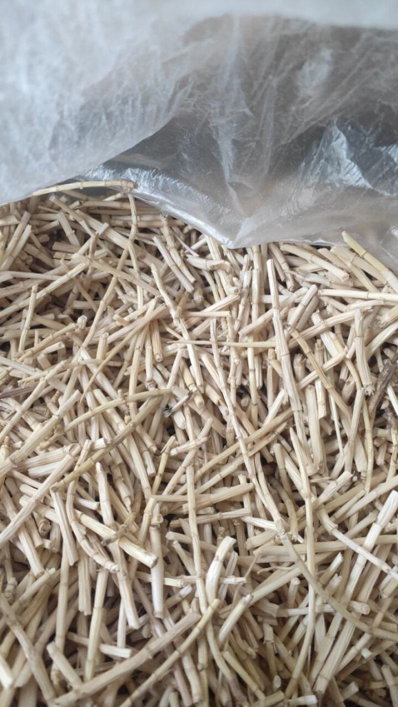 5公分白茅根