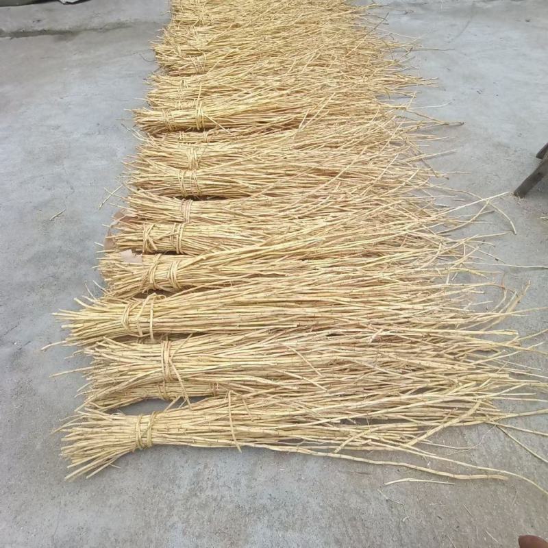 白茅根长条