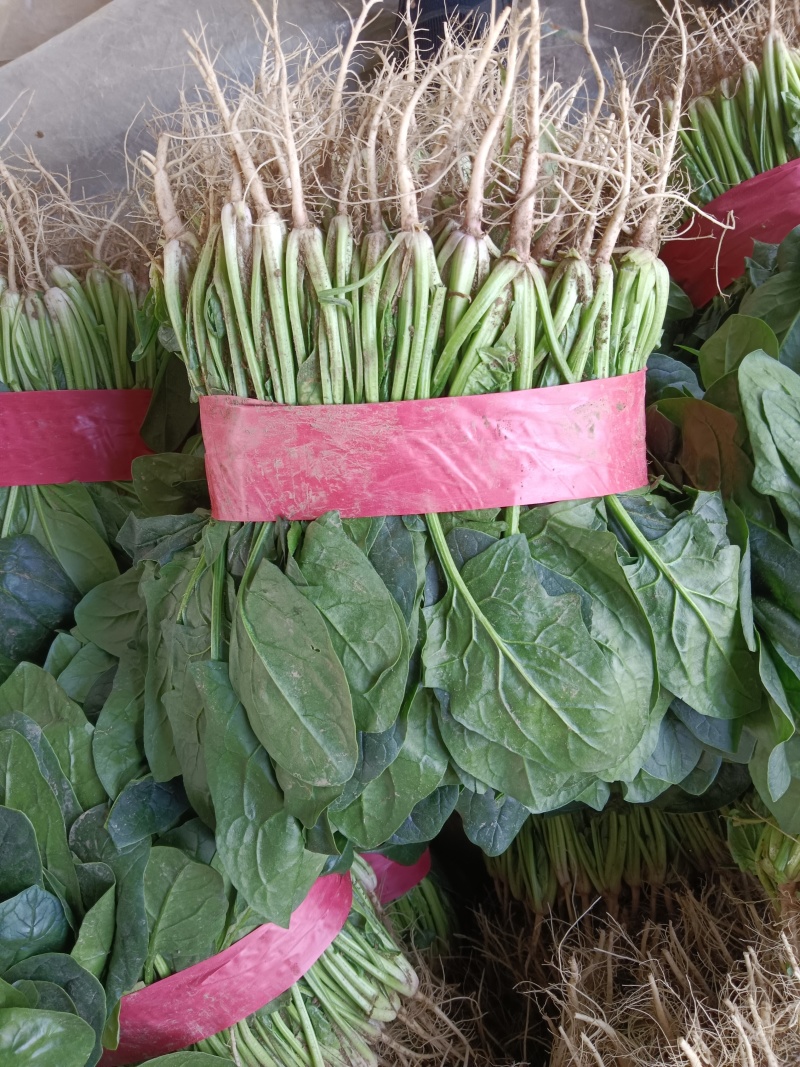 精品菠菜大量上市中，对接市场，电商平台，超市，深加工
