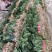 精品菠菜大量上市中，对接市场，电商平台，超市，深加工