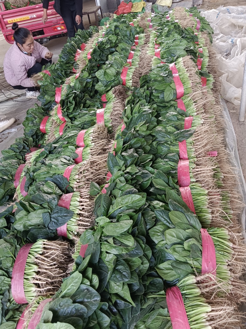 精品菠菜大量上市中，对接市场，电商平台，超市，深加工