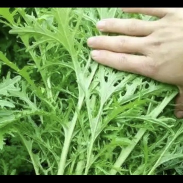 雪里蕻雪菜大量上市……