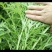 雪里蕻雪菜大量上市……