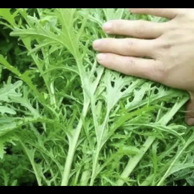 雪里蕻雪菜大量上市……