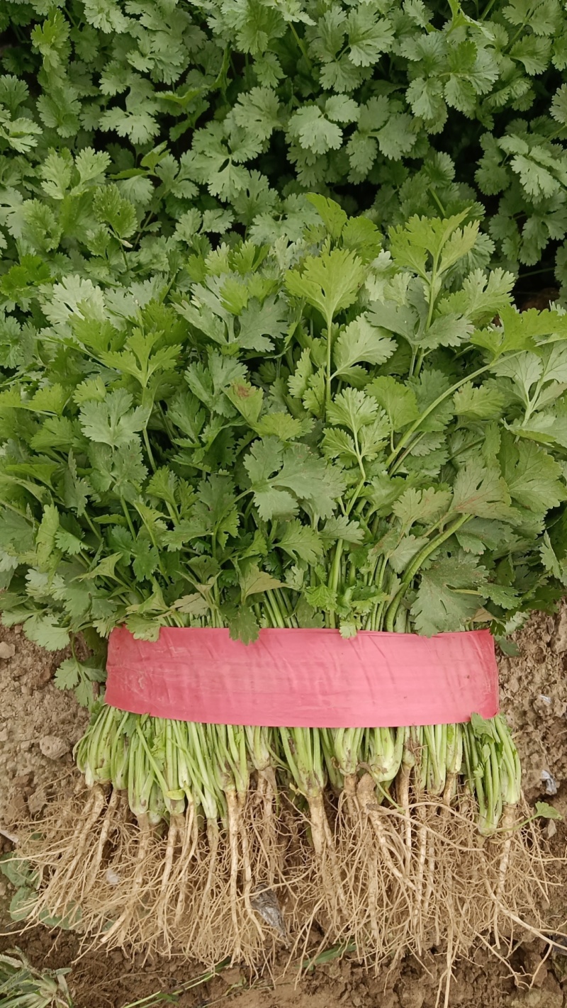 河南省安阳市滑县，精品香菜上市，欢迎超市，市场，电商平台