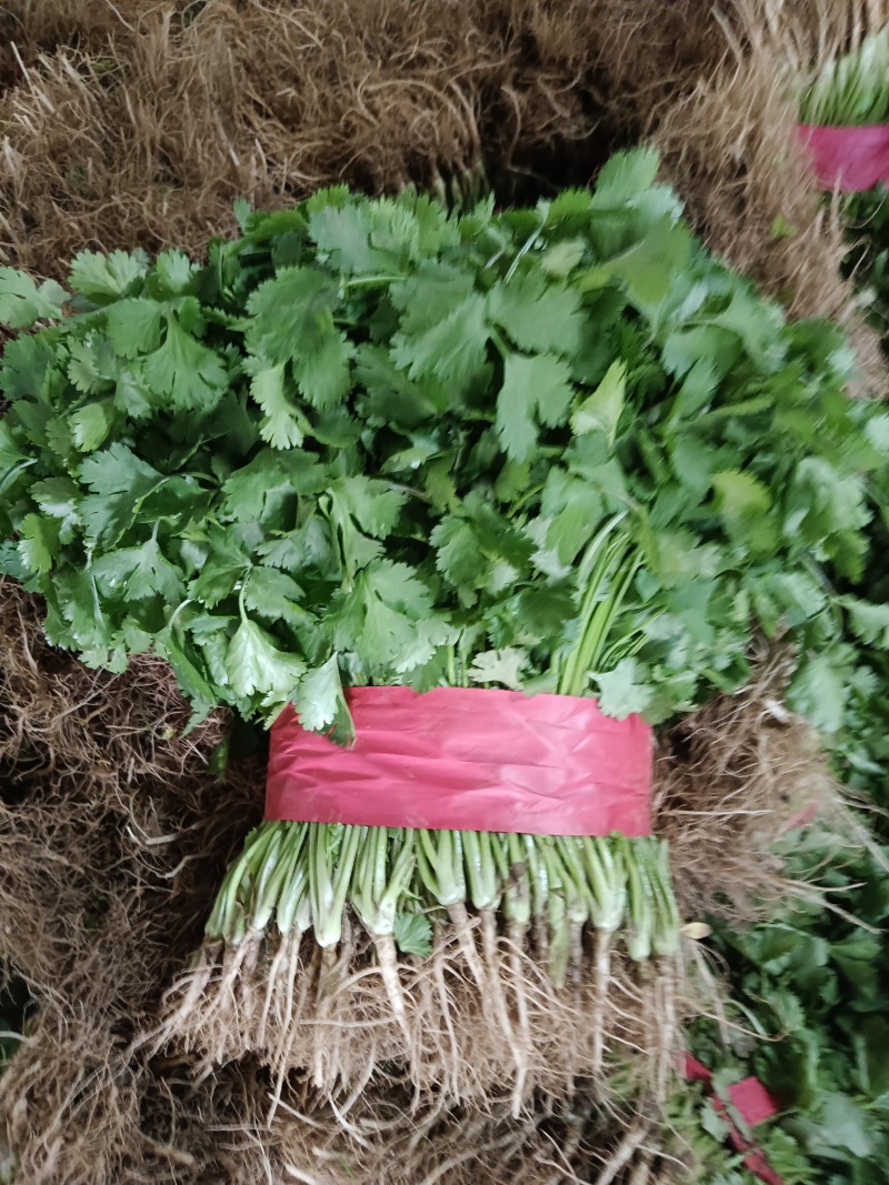河南省安阳市滑县，精品香菜上市，欢迎超市，市场，电商平台