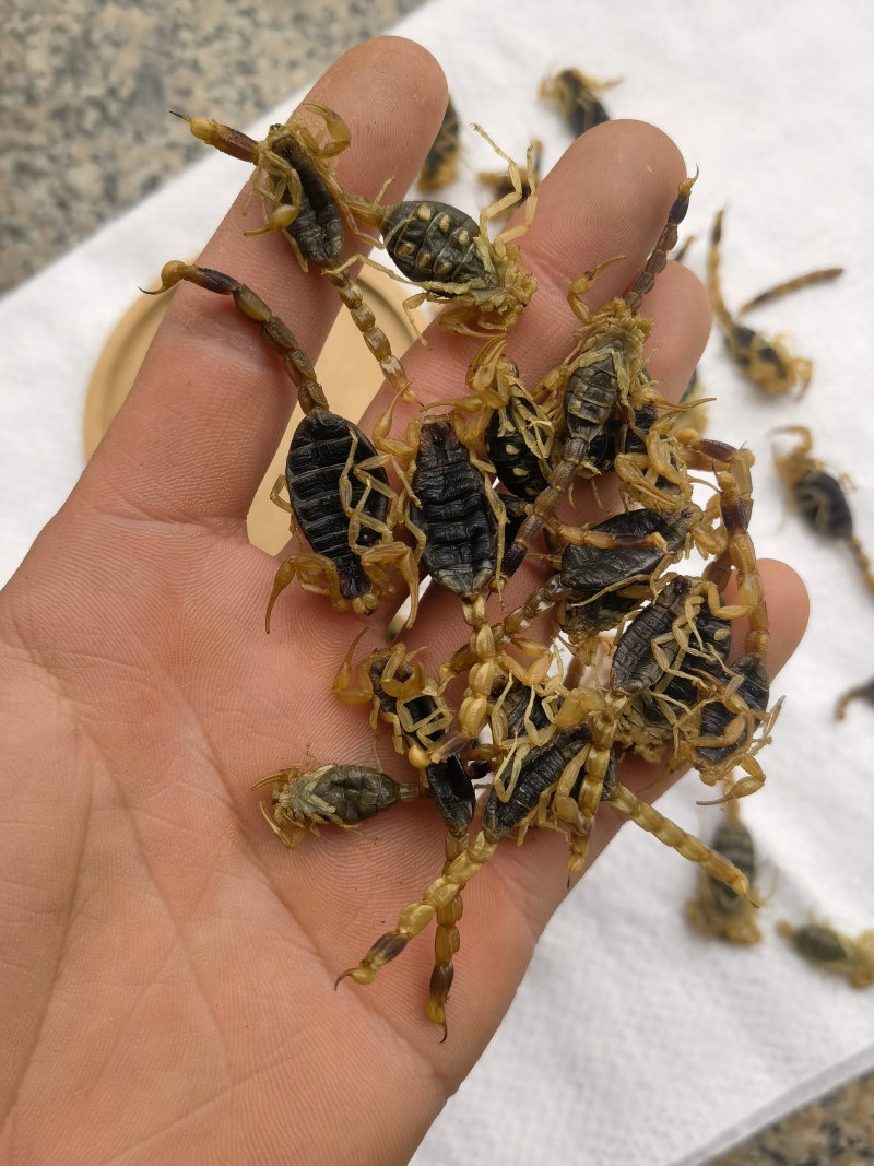 全蝎全虫淡盐新货肚瘪自己加工关书药业