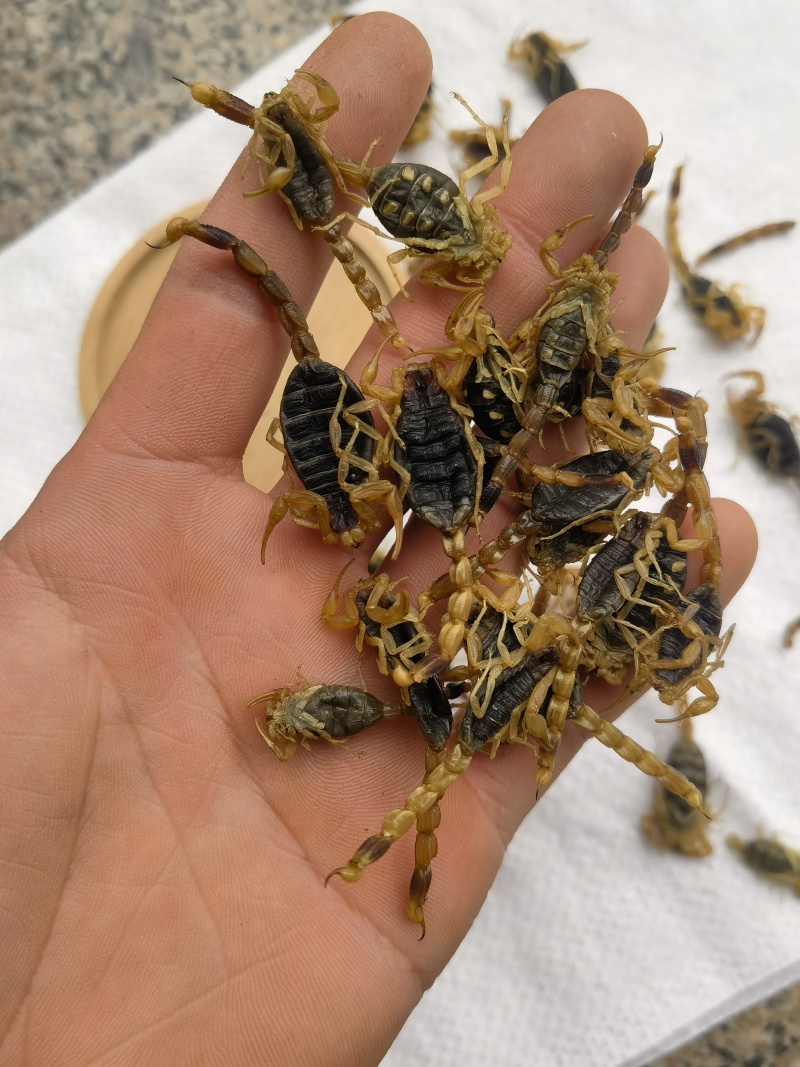 全蝎全虫淡盐新货肚瘪自己加工关书药业