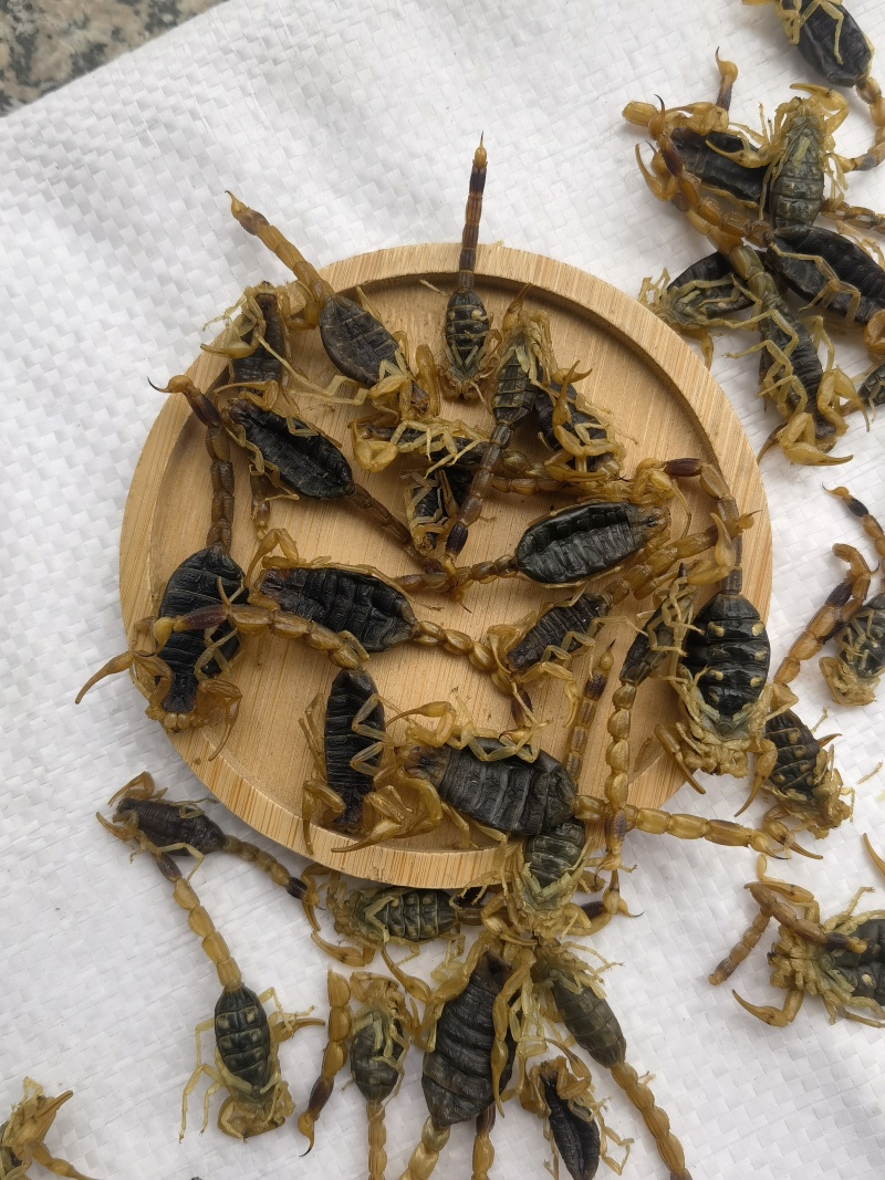 全蝎全虫淡盐新货肚瘪自己加工关书药业
