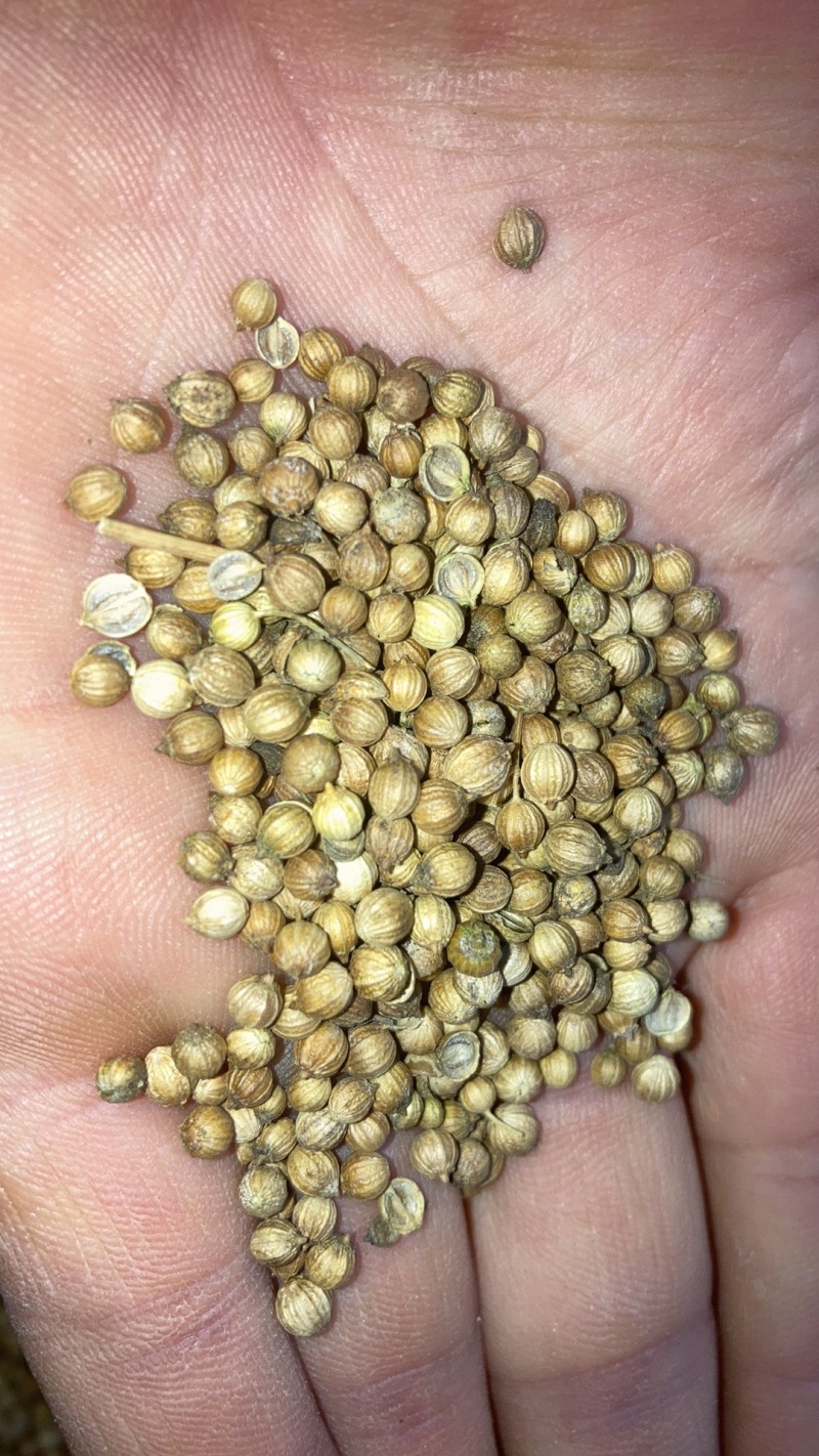 香菜籽