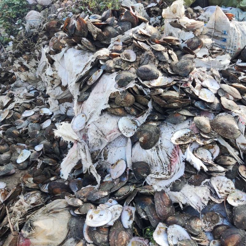 珍珠蚌壳