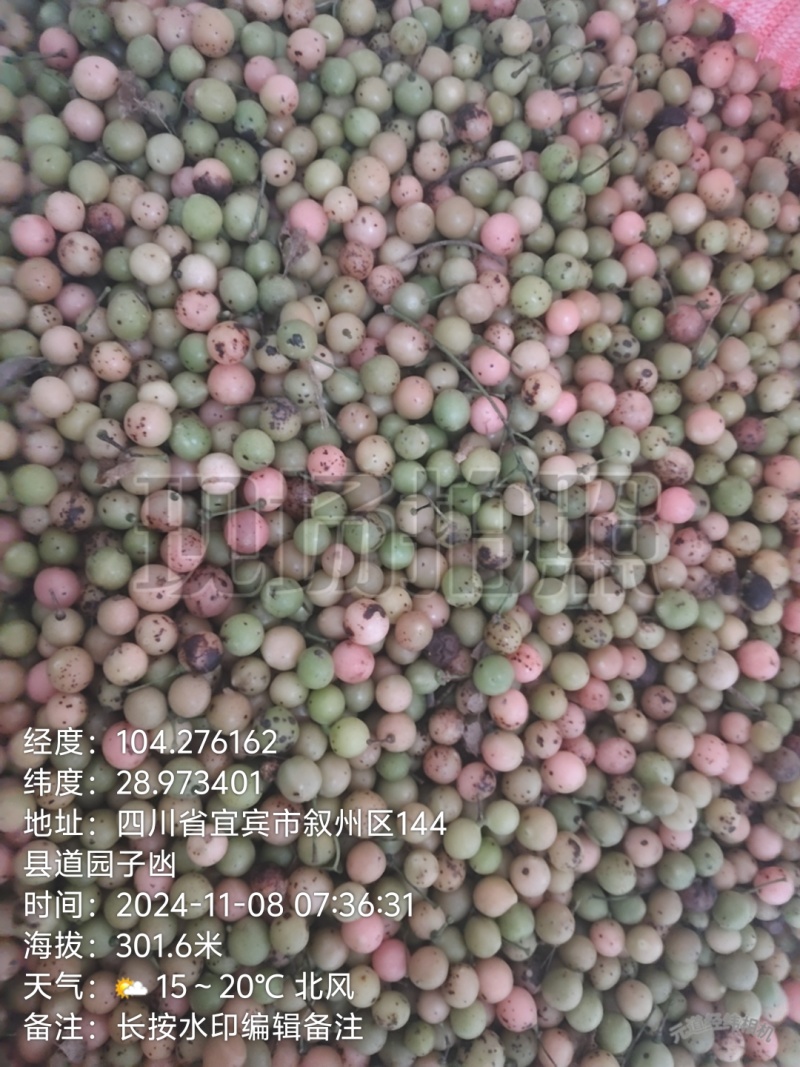 优质金果榄地苦胆大量上市，可视频看货，全国发货