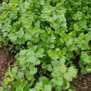 大叶铁杆香菜