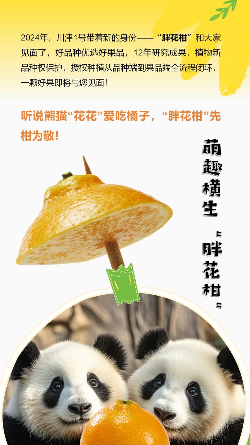主推‌川津1号柑橘又名胖花柑糖度高口感脆甜