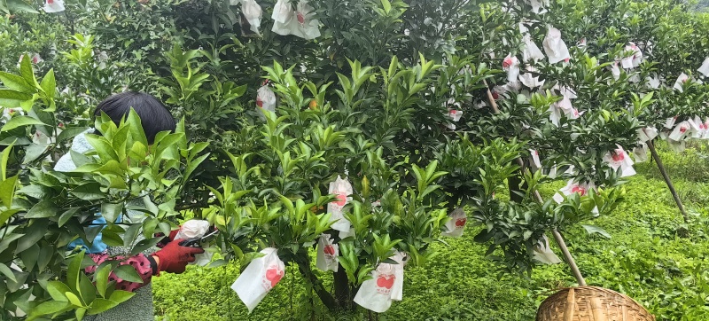 主推‌川津1号柑橘又名胖花柑糖度高口感脆甜