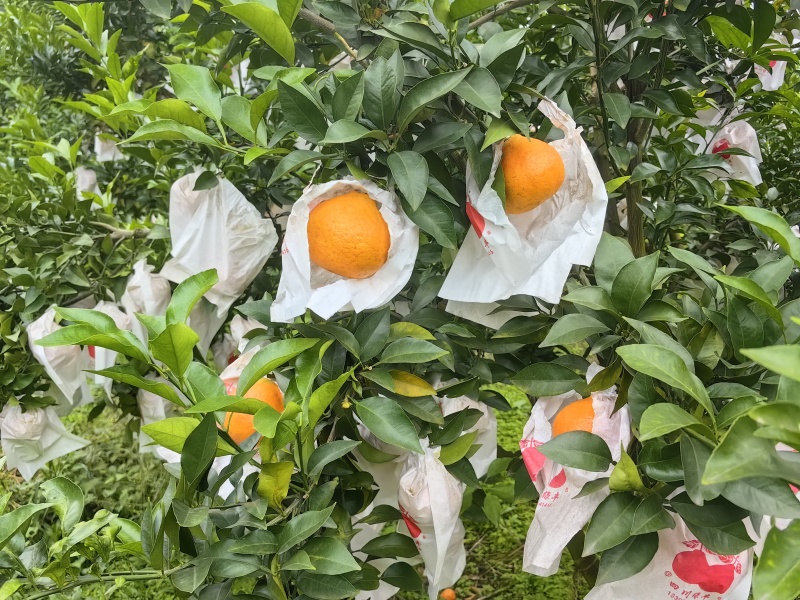 主推‌川津1号柑橘又名胖花柑糖度高口感脆甜