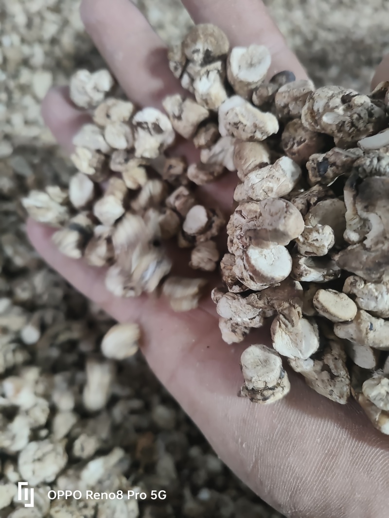 香菇脚干香菇单剪抛光无杂质产地直发常年供应品质保证