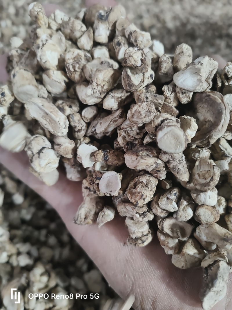 香菇脚干香菇单剪抛光无杂质产地直发常年供应品质保证
