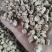 香菇脚干香菇单剪抛光无杂质产地直发常年供应品质保证