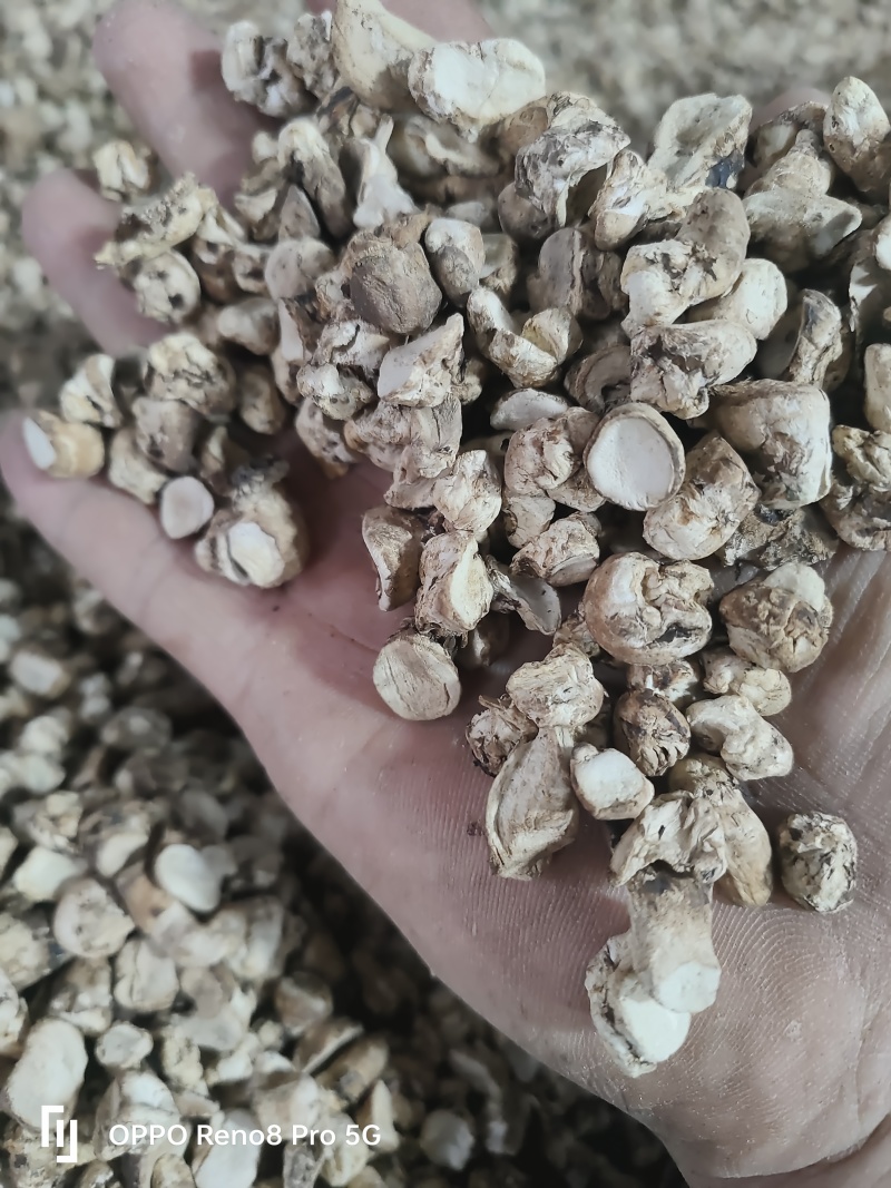 香菇脚干香菇单剪抛光无杂质产地直发常年供应品质保证