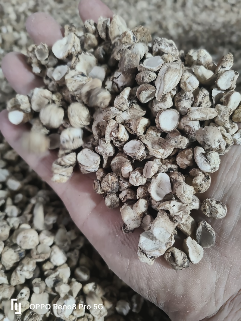 香菇脚干香菇单剪抛光无杂质产地直发常年供应品质保证