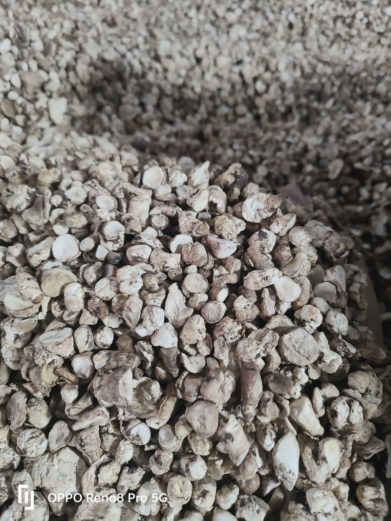 香菇脚干香菇单剪抛光无杂质产地直发常年供应品质保证