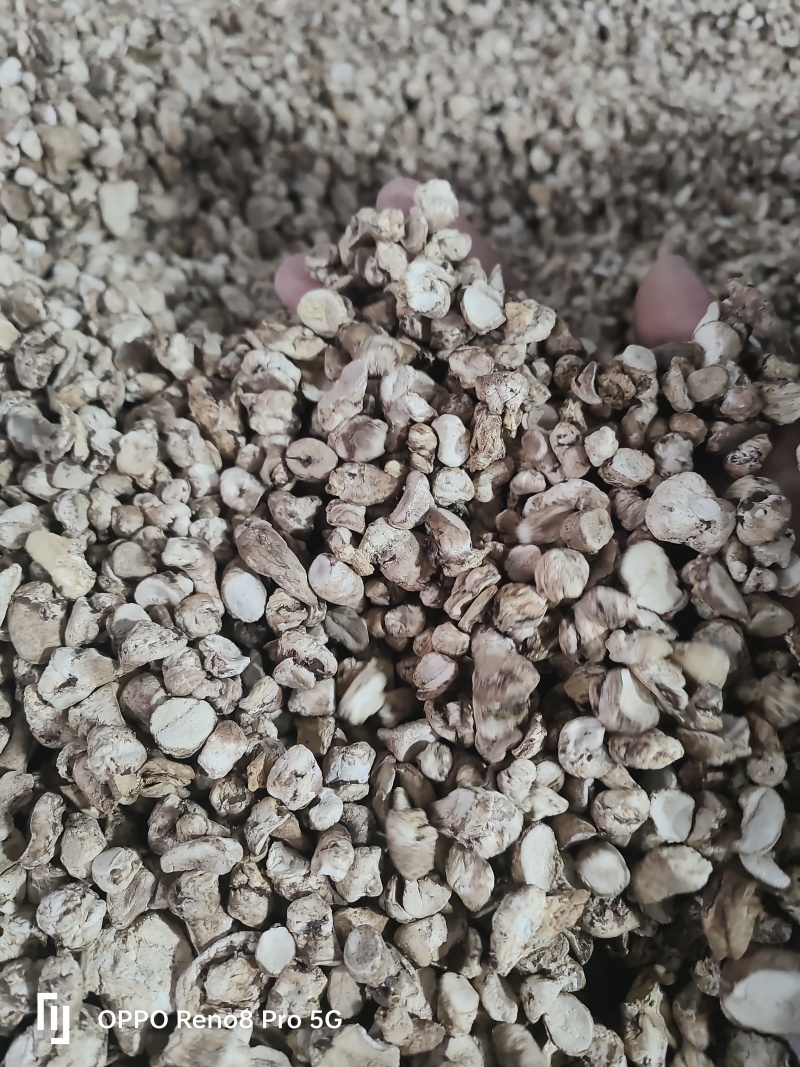 香菇脚干香菇单剪抛光无杂质产地直发常年供应品质保证