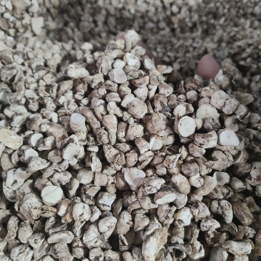 香菇脚干香菇单剪抛光无杂质产地直发常年供应品质保证
