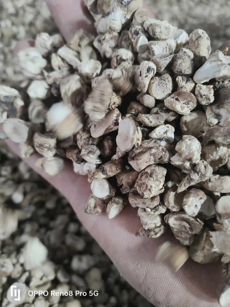 香菇脚干香菇单剪抛光无杂质产地直发常年供应品质保证