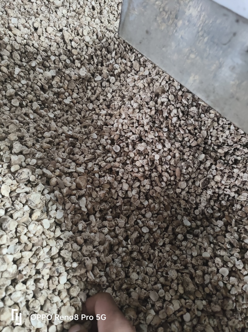 香菇脚干香菇单剪抛光无杂质产地直发常年供应品质保证