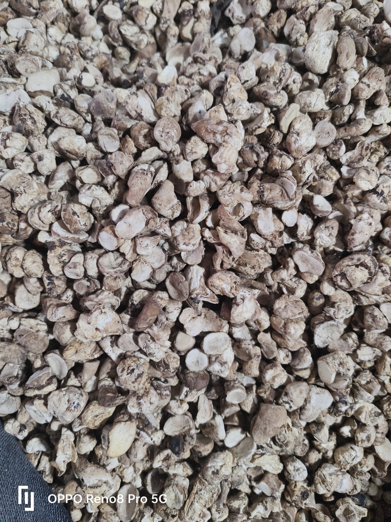 香菇脚干香菇单剪抛光无杂质产地直发常年供应品质保证