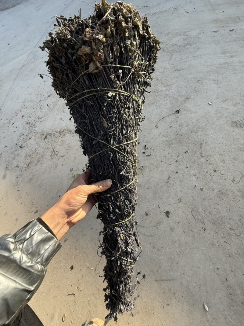 鬼羽箭，黑马草，黑草