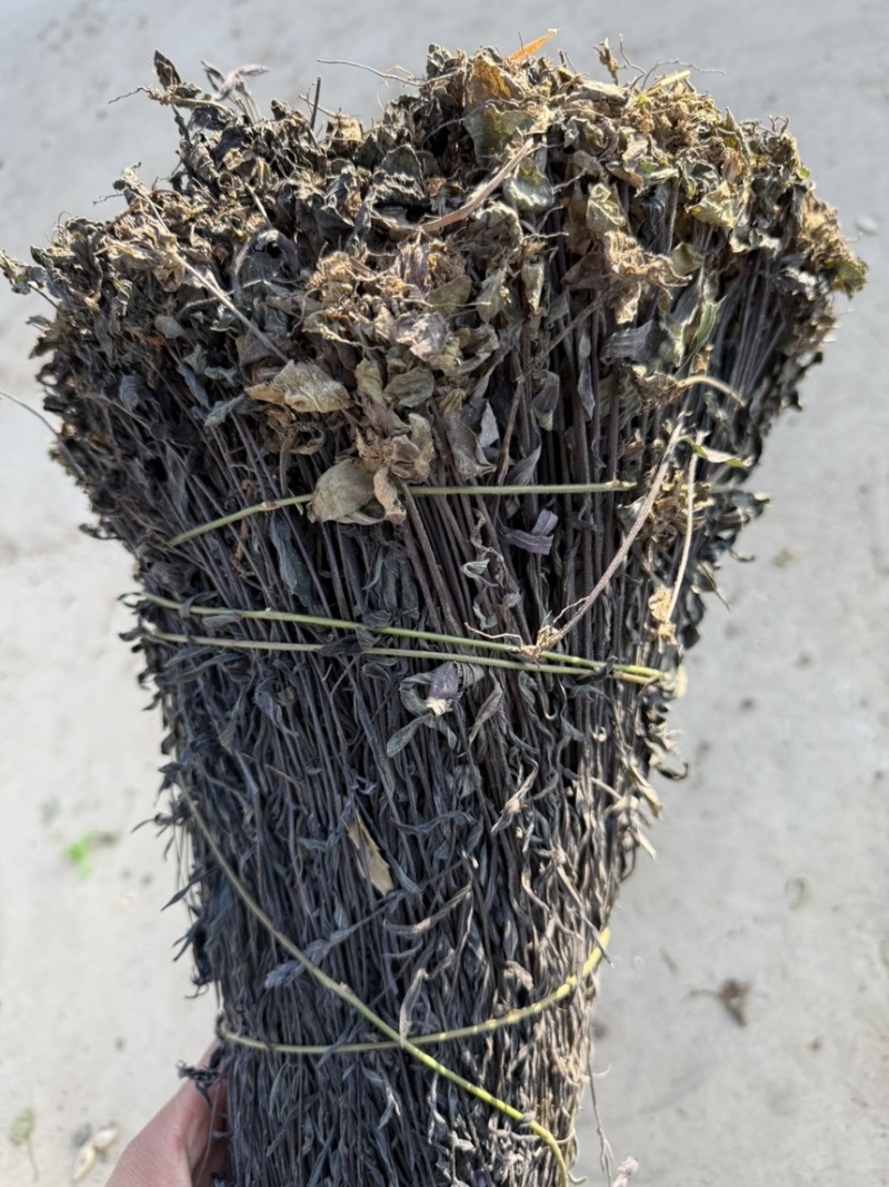鬼羽箭，黑马草，黑草