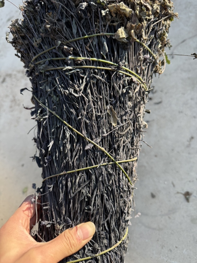鬼羽箭，黑马草，黑草