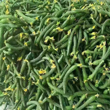大量出售黄瓜扭子，有需要的货主可以联系