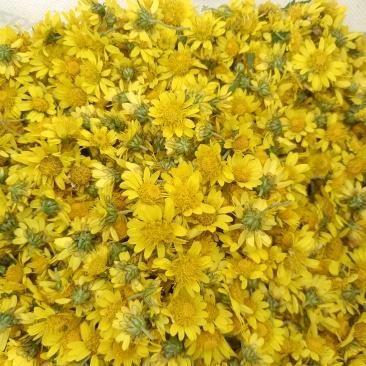 野菊花