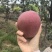 武邑红梨产地一手货源，量大从优，规格齐全代发全国