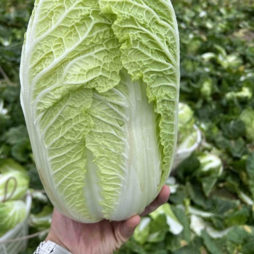玲珑黄心菜，基地一手货源，产地直销支持商超，包装一条龙，