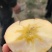 冰糖心红富士苹果河北苹果大量现货供应，规格齐全，代发全国
