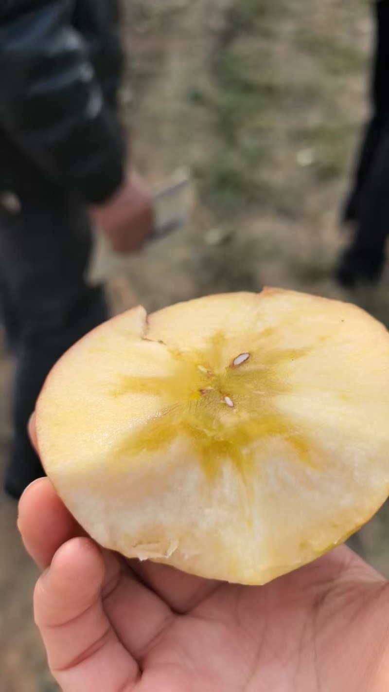 冰糖心红富士苹果河北苹果大量现货供应，规格齐全，代发全国