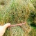 白花蛇舌草野生白花蛇舌草百花蛇舌草舌蛇草