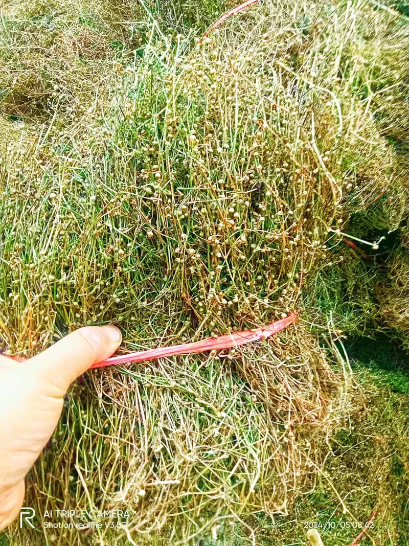 白花蛇舌草野生白花蛇舌草百花蛇舌草舌蛇草
