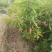 木荷一年至10年苗，有地苗，杯苗，质量保证