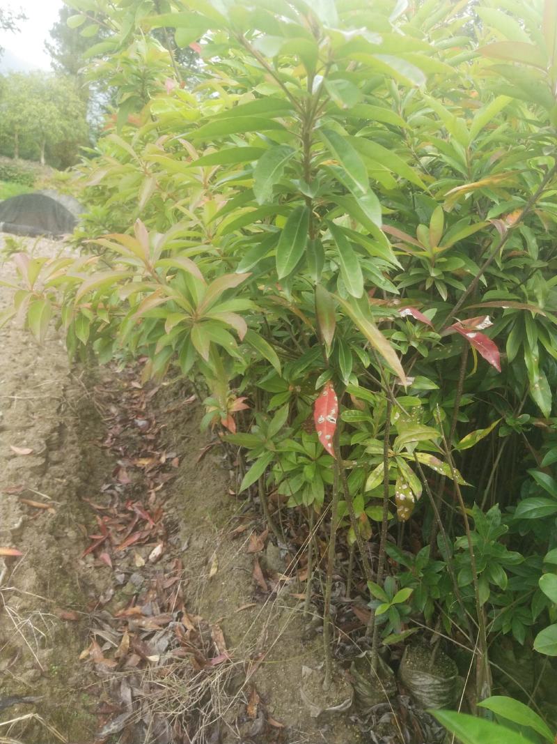 木荷一年至10年苗，有地苗，杯苗，质量保证