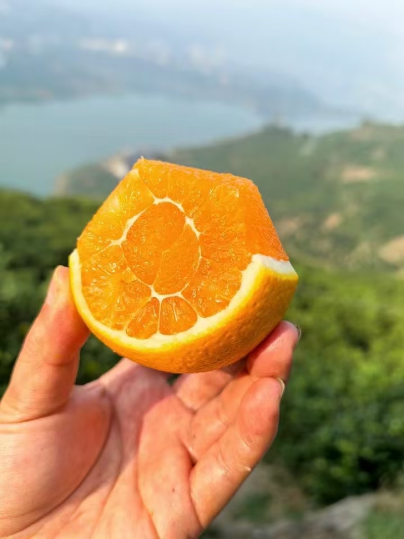九月红果冻橙，湖北脐橙，入口即化，鲜甜多汁，现摘现发