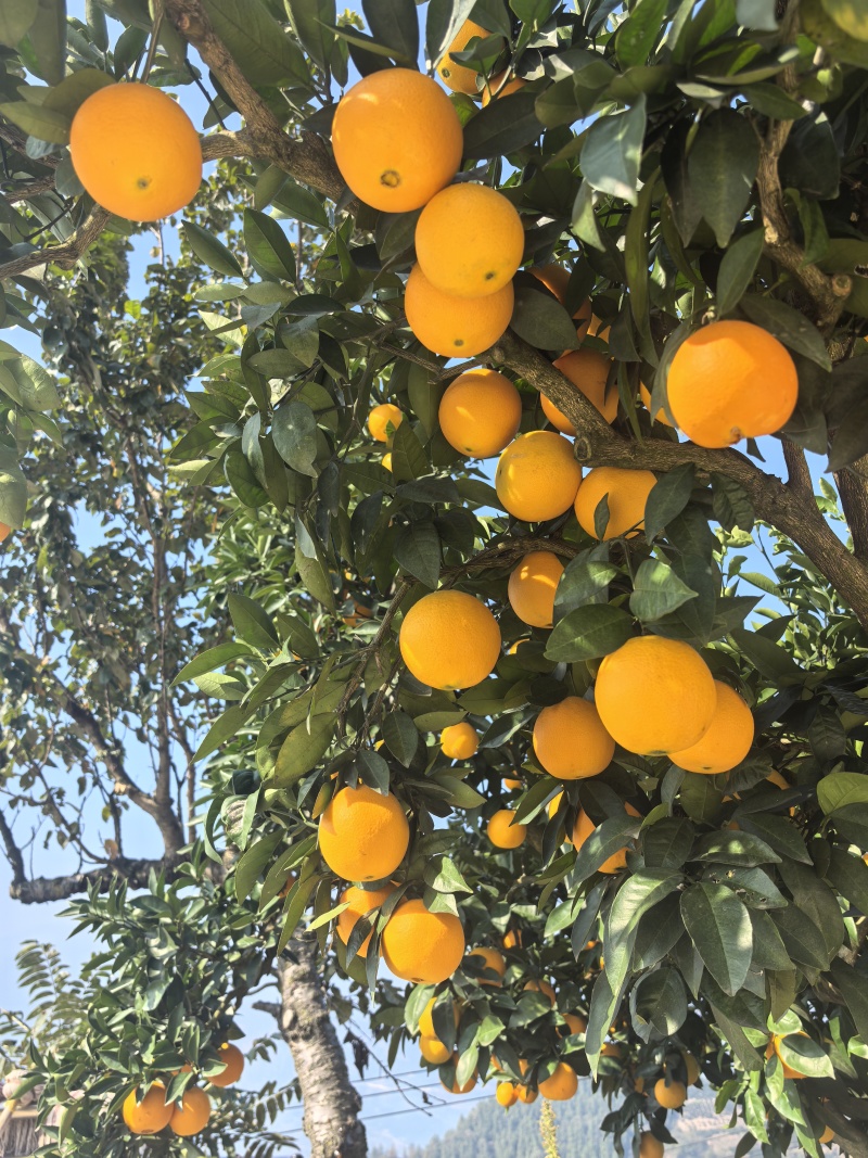 九月红果冻橙，湖北脐橙，入口即化，鲜甜多汁，现摘现发