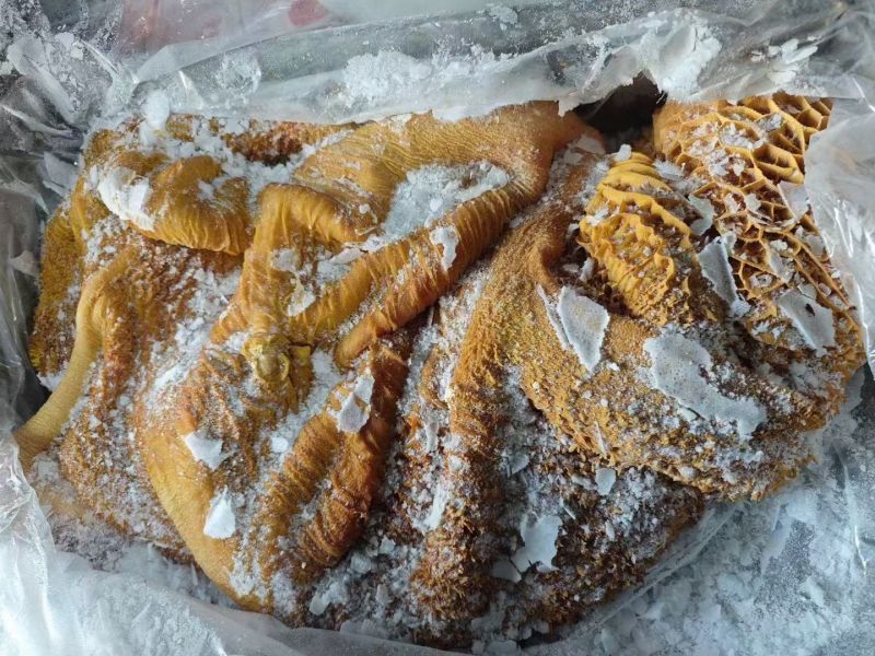 锡盟草饲生牛肚带金肚