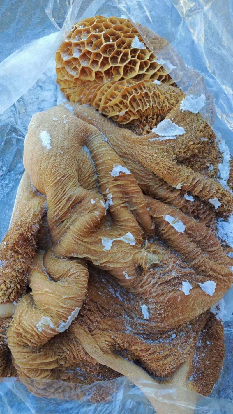 锡盟草饲生牛肚带金肚