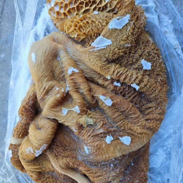 锡盟草饲生牛肚带金肚